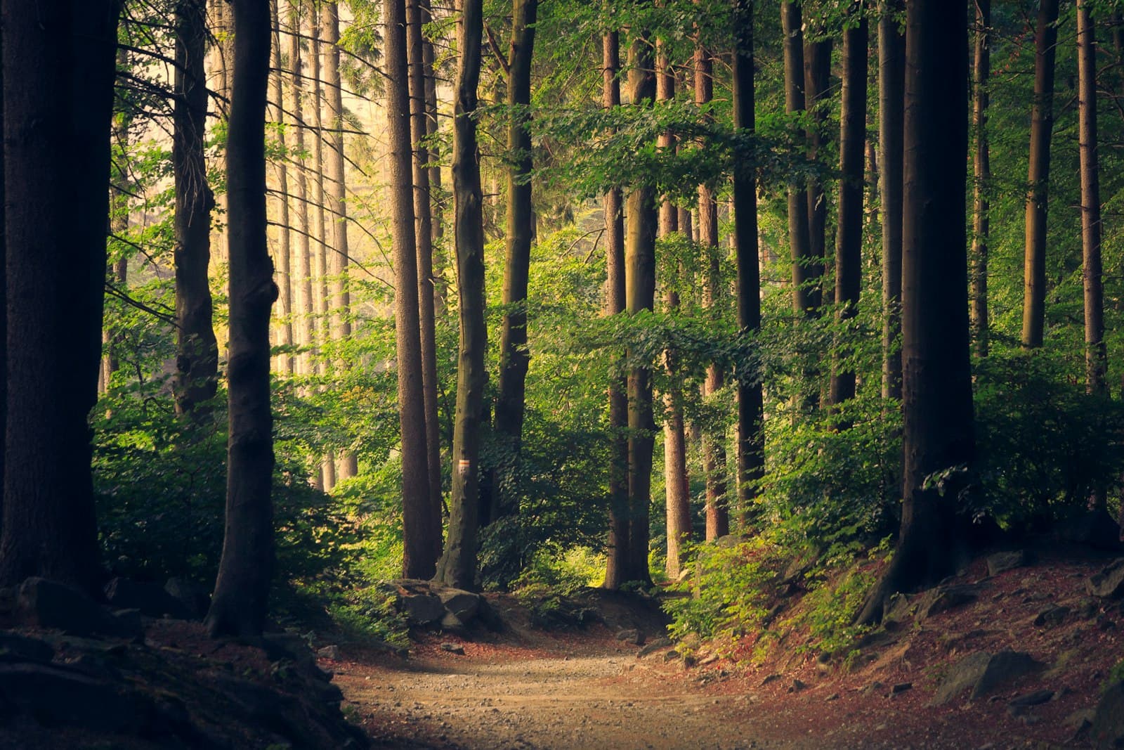 Sunbeams through a dense forest canopy