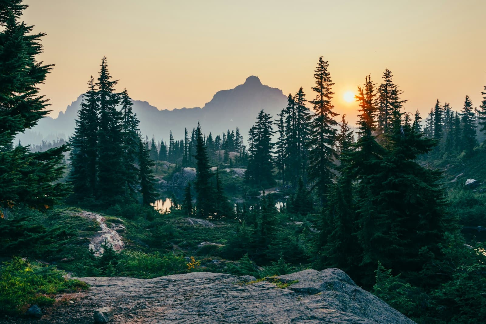 Misty pine forest in soft morning light